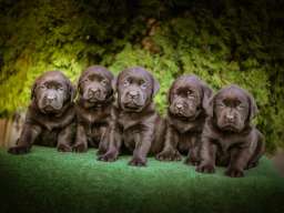 Labrador retriver braon &scaron;tenci