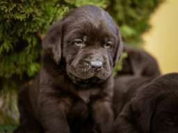 Labrador retriver braon &scaron;tenci