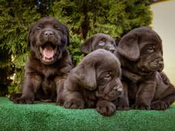 Labrador retriver braon &scaron;tenci