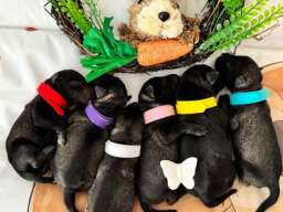 Patuljasti Snaucer prelepi stenci