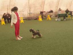 Patuljasti Snaucer prelepi stenci