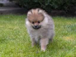 &Scaron;tenci pomeranaca vrhunskog, &scaron;ampionskog porekla 