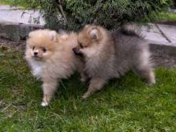 &Scaron;tenci pomeranaca vrhunskog, &scaron;ampionskog porekla 