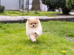 &Scaron;tenci pomeranaca vrhunskog, &scaron;ampionskog porekla 