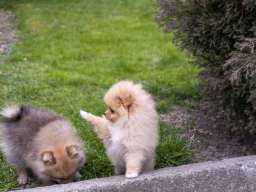 &Scaron;tenci pomeranaca vrhunskog, &scaron;ampionskog porekla 