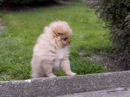 &Scaron;tenci pomeranaca vrhunskog, &scaron;ampionskog porekla 