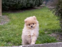 &Scaron;tenci pomeranaca vrhunskog, &scaron;ampionskog porekla 