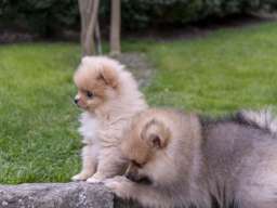 &Scaron;tenci pomeranaca vrhunskog, &scaron;ampionskog porekla 