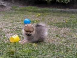 &Scaron;tenci pomeranaca vrhunskog, &scaron;ampionskog porekla 