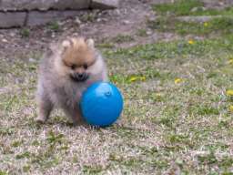 &Scaron;tenci pomeranaca vrhunskog, &scaron;ampionskog porekla 