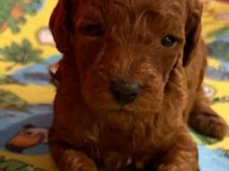 Toy Pudle na prodaju