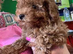 Toy Pudle na prodaju