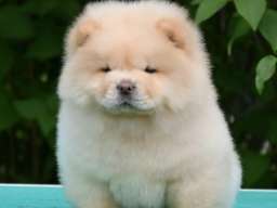 Chow Chow Čau Čau &scaron;tenci