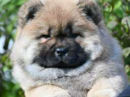 Chow Chow Čau Čau &scaron;tenci