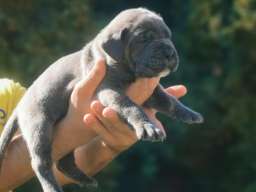 Cane Corso Kane Korso NOVO LEGLO