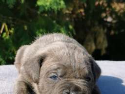 Cane Corso Kane Korso NOVO LEGLO