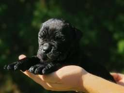 Cane Corso Kane Korso NOVO LEGLO