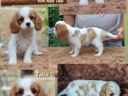 Vrhunski Cavalier King Charls Spaniel oba pola