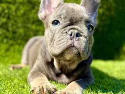 Francuski Buldog PRELEPI &scaron;tenci