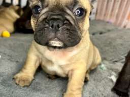 Francuski Buldog PRELEPI &scaron;tenci