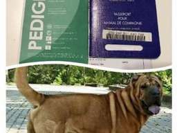 Kineski SAR-PEI stenci sa papirima