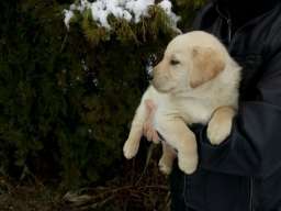 Labrador retriver stene