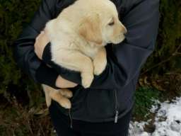 Labrador retriver stene