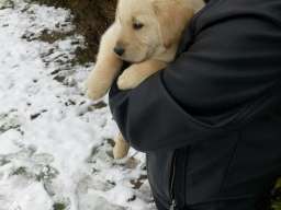 Labrador retriver stene