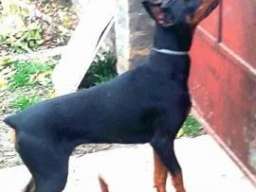 Doberman zenka na prodaju