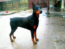 Doberman zenka na prodaju