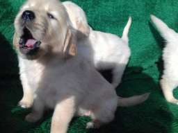 Zlatni retriveri, stenad