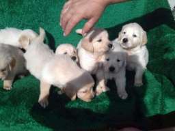 Zlatni retriveri, stenad