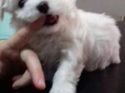 Maltezer stenci na prodaju