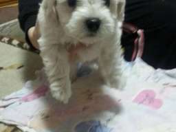 Maltezer stenci na prodaju