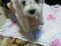 Maltezer stenci na prodaju