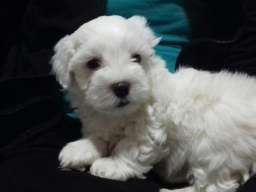 Maltezer stenci na prodaju