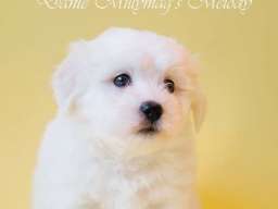 Coton de TULEAR stenci