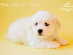 Coton de TULEAR stenci