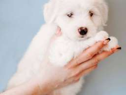 Coton de TULEAR stenci