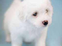 Coton de TULEAR stenci
