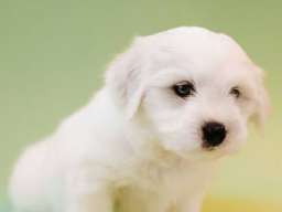 Coton de TULEAR stenci