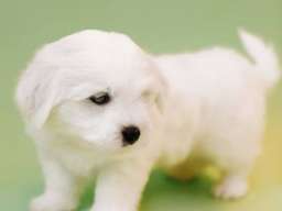 Coton de TULEAR stenci