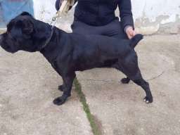 Cane Corso Vrhunska Ženka!