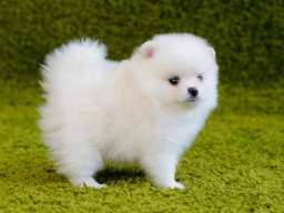 Pomeranski spic