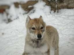 Če&scaron;koslovački vučiji pas &scaron;tenci 