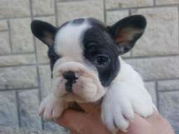 Francuski buldog &scaron;tenci