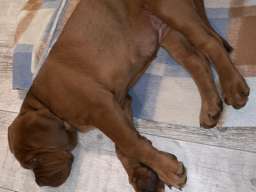 Bordo&scaron;ka doga &scaron;tene