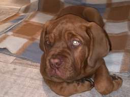 Bordo&scaron;ka doga &scaron;tene