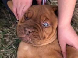 Bordo&scaron;ka doga &scaron;tene