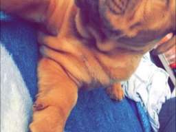 Bordo&scaron;ka doga &scaron;tene